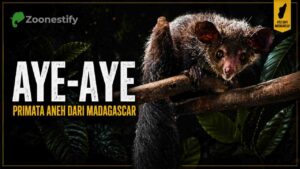 Aye-Aye, Primata dari Madagascar yang Mengundang Rasa Takjub