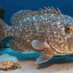 Ikan Potato Grouper, Predator Raksasa Laut yang Menyimpan Keunikan Menakjubkan