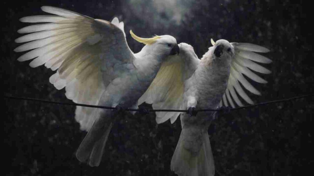 Kakatua Jambul Kuning, Keindahan Langka yang Terancam di Tengah Perdagangan Satwa