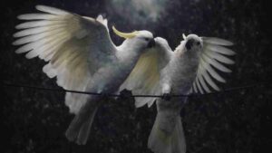 Kakatua Jambul Kuning, Keindahan Langka yang Terancam di Tengah Perdagangan Satwa