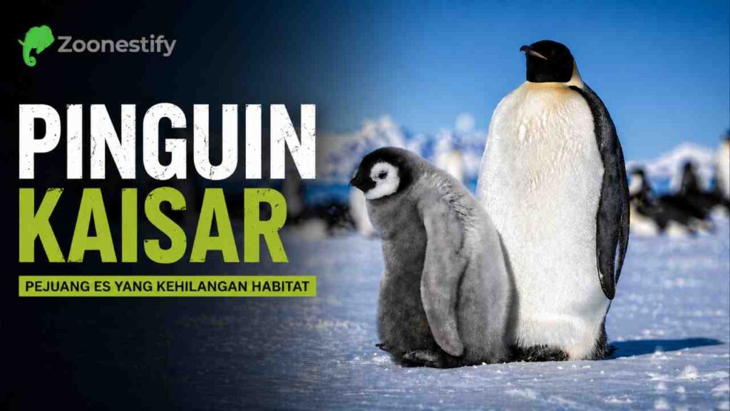 Pinguin Kaisar, Pejuang Es yang Kehilangan Habitat
