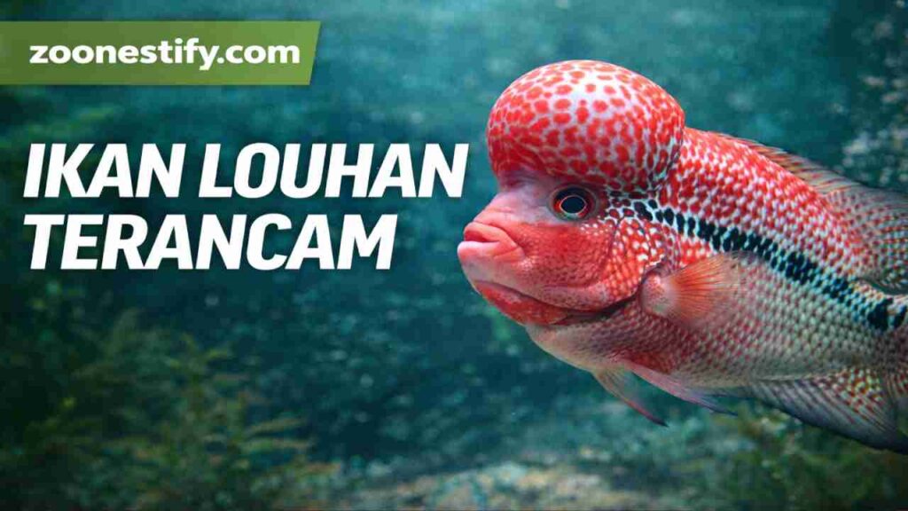 Populasi Ikan Louhan Langka Menurun Akibat Perdagangan Ilegal