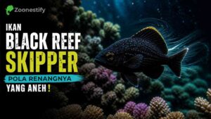 Ikan Black Reef Skipper, Pola Renang Aneh yang Bikin Ilmuwan Penasaran