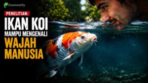 Ikan Koi Bisa Mengenali Wajah Manusia, Fakta Menarik Tentang Kognisi Ikan