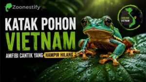 Katak Pohon Vietnam, Amfibi Cantik dari Hutan Hujan Tropis Vietnam
