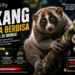 Kukang Bukan Sekadar Imut! Primata Berbisa Satu-Satunya di Dunia yang Mengejutkan Para Ilmuwan