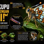 Kupu-Kupu Ternyata Bisa “Mengecap” dengan Kaki, Fakta Alam Ini Membuat Banyak Orang Terkejut