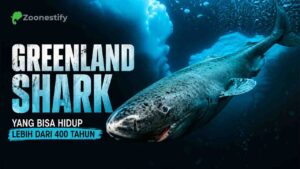 Misteri Greenland Shark, Ikan Arktik yang Bisa Hidup Lebih dari 400 Tahun