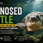 Pig-Nosed Turtle, Kura-Kura Hidung Babi yang Imut dan Langka