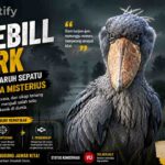 Shoebill Stork, Burung Berparuh Sepatu yang Viral karena Tatapan Tajam dan Aura Misteriusnya