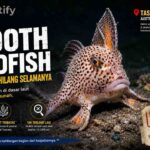 Smooth Handfish Punah, Kisah Ikan Unik Tasmania yang Hilang