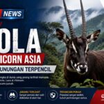 Jarang Terlihat Manusia, Saola Sang Unicorn Asia Hidup di Pegunungan Terpencil