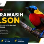 Mengapa Cendrawasih Wilson Dijuluki Burung Paling Indah di Bumi?