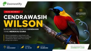 Mengapa Cendrawasih Wilson Dijuluki Burung Paling Indah di Bumi?