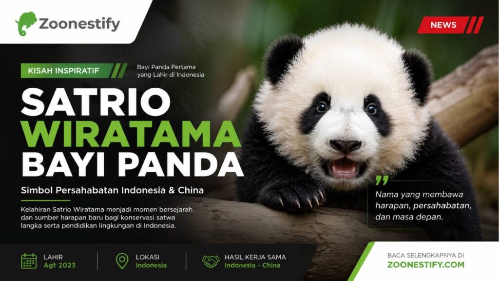 Satrio Wiratama, Bayi Panda Indonesia yang Mencuri Perhatian