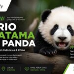 Satrio Wiratama, Bayi Panda Indonesia yang Mencuri Perhatian
