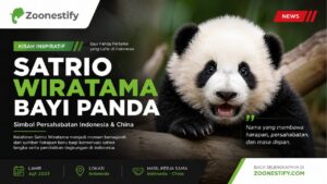 Satrio Wiratama, Bayi Panda Indonesia yang Mencuri Perhatian