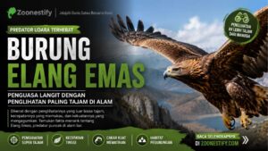Burung Elang Emas, Predator Udara dengan Penglihatan Paling Tajam di Alam