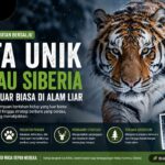 Harimau Siberia Memiliki Adaptasi Luar Biasa di Alam Liar