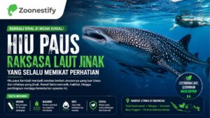 Hiu Paus Kembali Viral, Raksasa Laut Jinak yang Selalu Memikat Perhatian