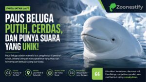 Paus Beluga Dikenal Berkat Warna Putih dan Suara yang Unik