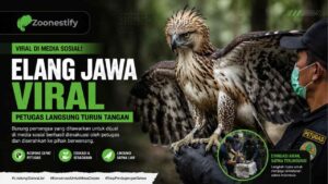 Elang Jawa Viral di Media Sosial, Petugas Langsung Turun Tangan