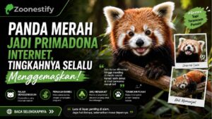 Panda-Merah-Jadi-Primadona-Internet-Tingkahnya-Selalu-Menggemaskan
