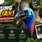 Burung Kasuari Punya Fakta Mengejutkan, Dijuluki Hewan Berbahaya