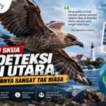 Chilean Skua Terdeteksi di Utara, Kemunculannya Sangat Tak Biasa