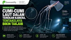Cumi-Cumi Laut Dalam Terekam Kamera, Tentakelnya Bikin Takjub