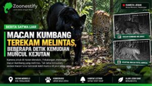Macan Kumbang Terekam Melintas, Beberapa Detik Kemudian Muncul Kejutan