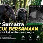 Tapir Sumatra Muncul Bersamaan, Kamera Jebak Rekam Momen Langka