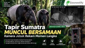 Tapir Sumatra Muncul Bersamaan, Kamera Jebak Rekam Momen Langka