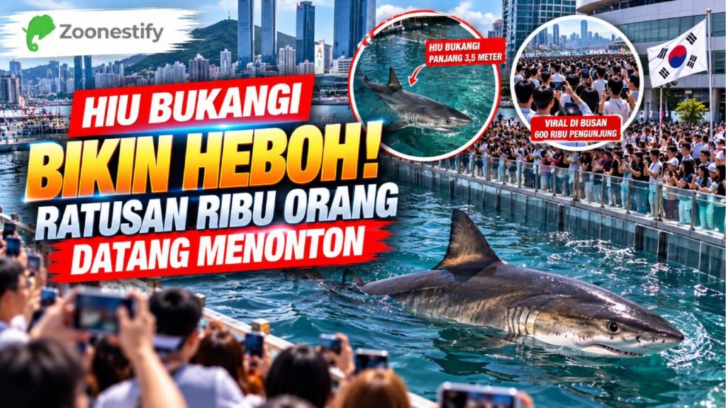 Hiu Bukangi Bikin Heboh, Ratusan Ribu Orang Datang Menonton