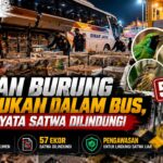 Ribuan Burung Ditemukan dalam Bus, 57 Ternyata Satwa Dilindungi