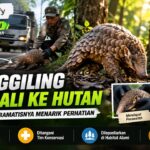 Trenggiling Kembali ke Hutan, Perjalanan Dramatisnya Menarik Perhatian